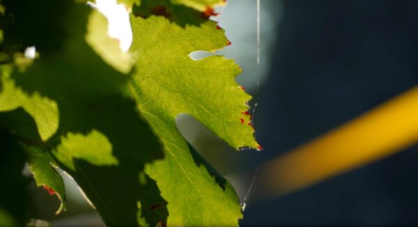 Pinot Blanc Gardiens de l'est – Image 3